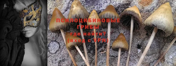 прущие грибы Аркадак