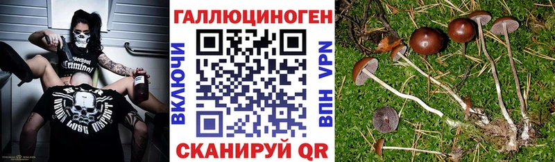 Галлюциногенные грибы мицелий Салаир